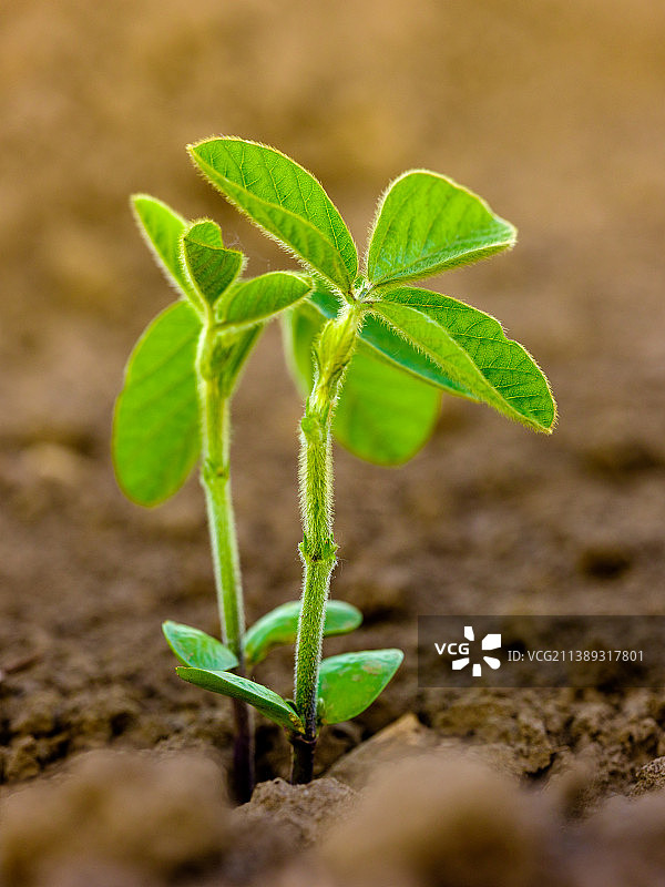 塞尔维亚：田野里生长的小植物特写图片素材