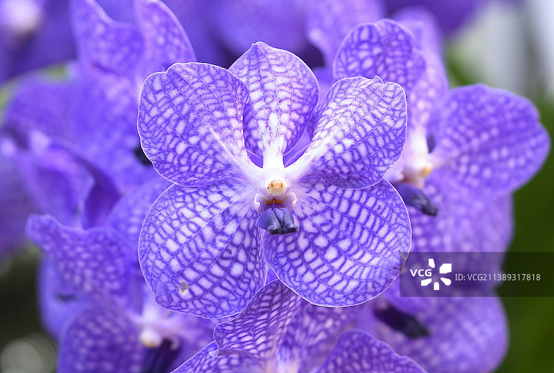 紫色开花植物特写，阿什维尔，北卡罗来纳州，美国图片素材