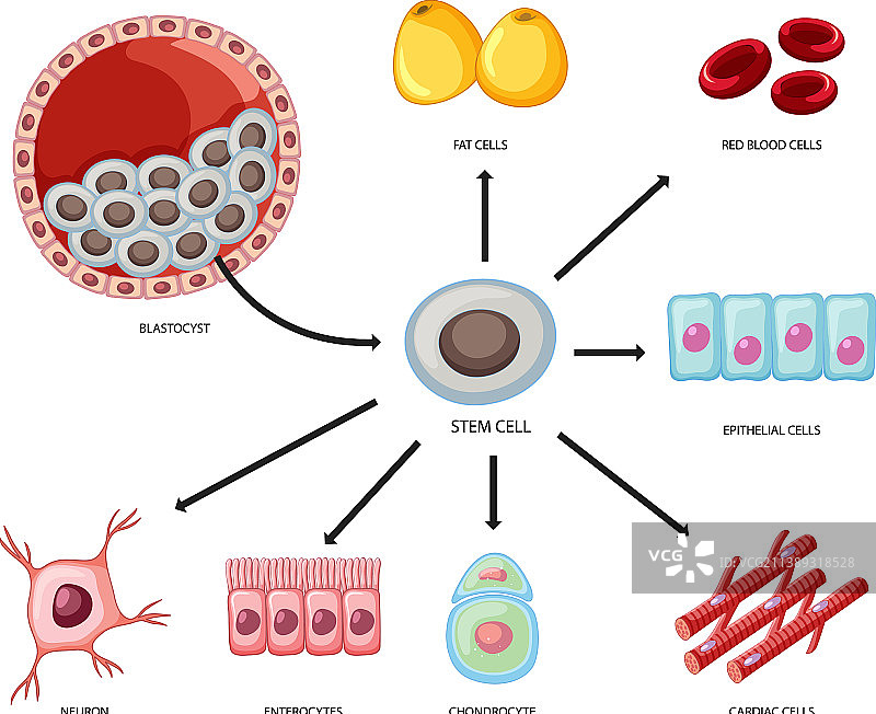 白色背景上的各类干细胞图片素材