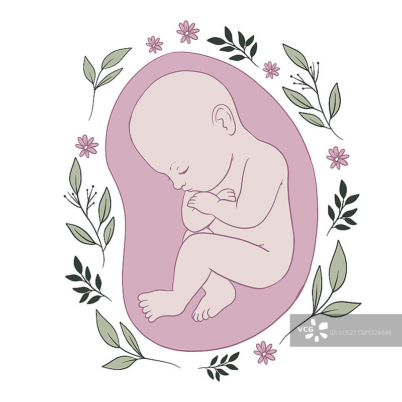 手绘胎儿图片素材