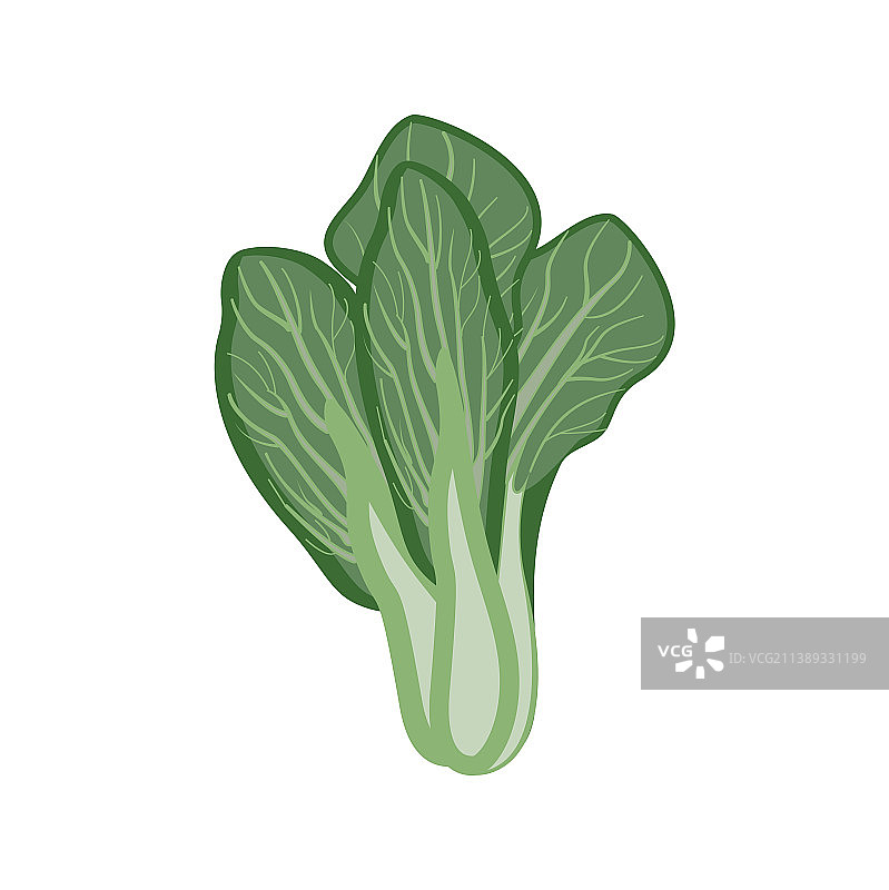 白色背景下的芥菜图片素材