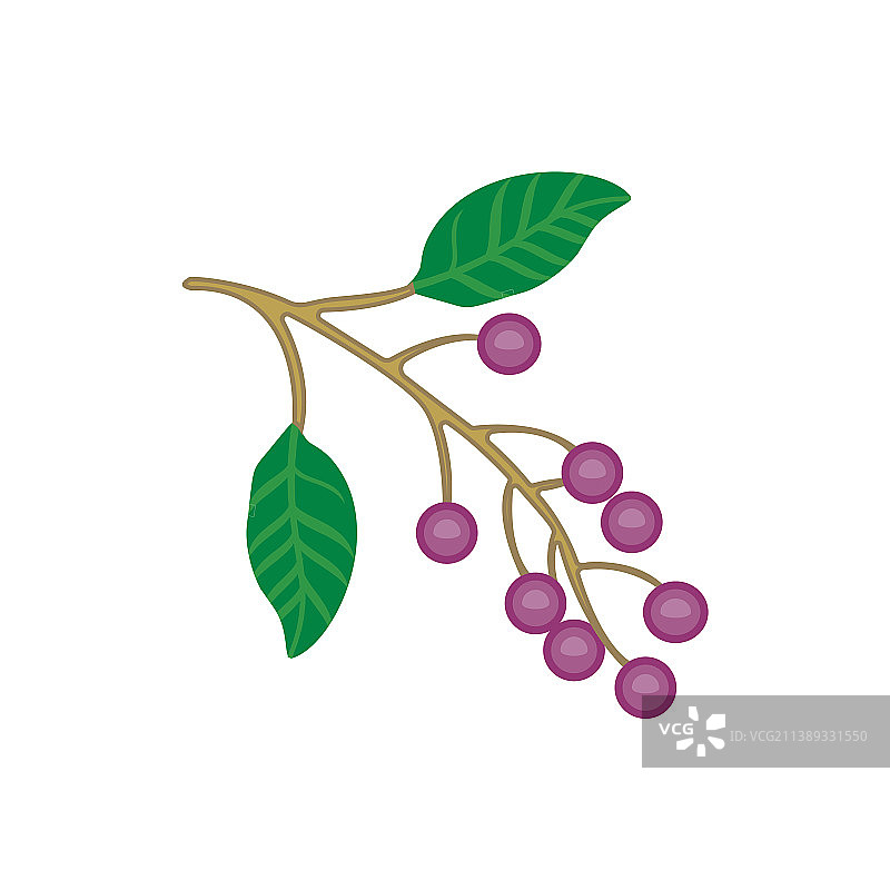 树枝和树叶上的浆果扁平设计图片素材