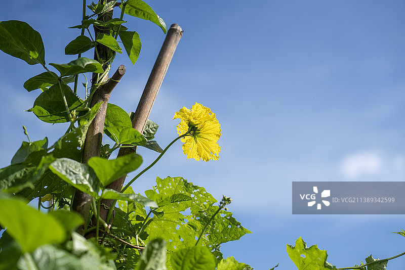 丝瓜的花图片素材