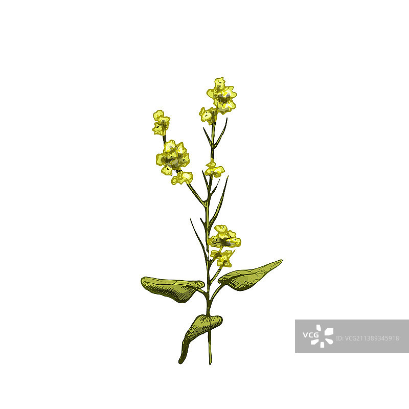带叶和花的复古芥菜枝图片素材