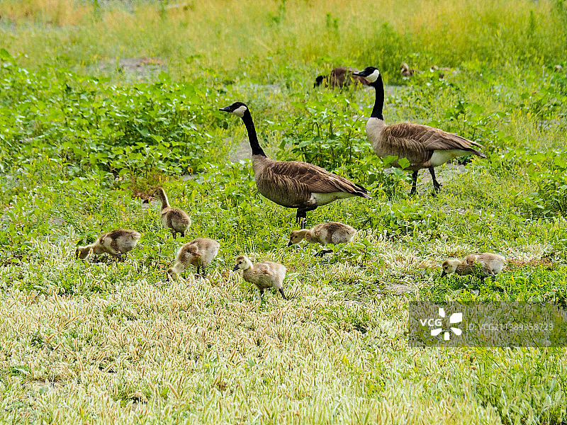 加拿大雁图片素材