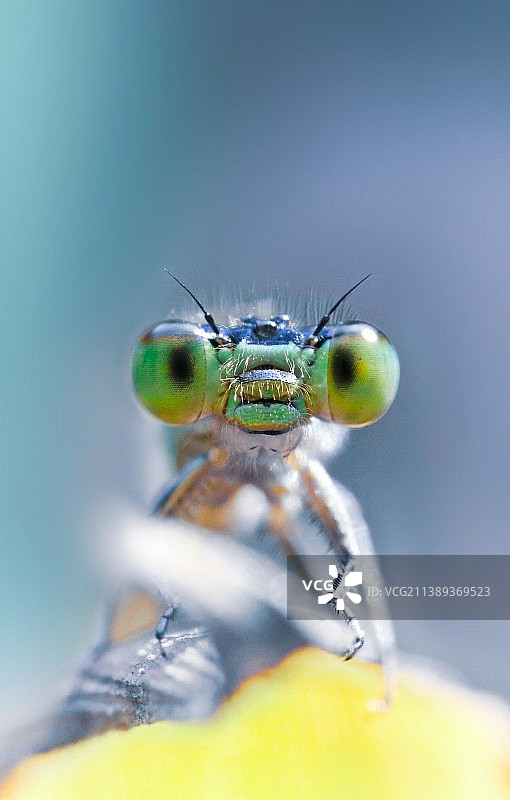 眼里的你图片素材