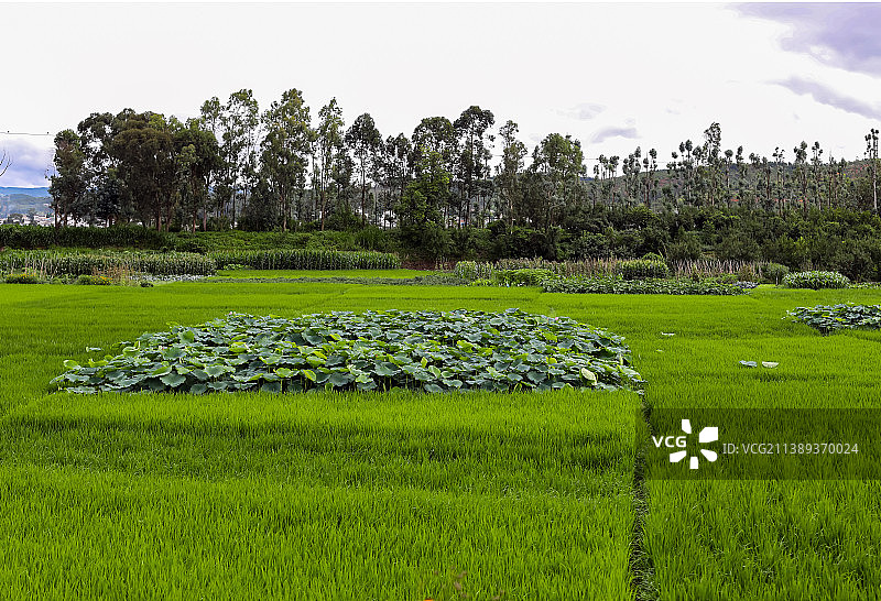 云南红河建水农田荷塘图片素材