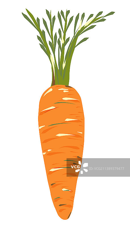 橘色成熟胡萝卜图片素材
