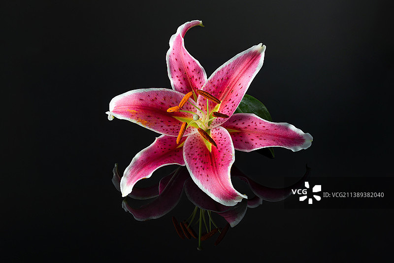 香水百合图片素材