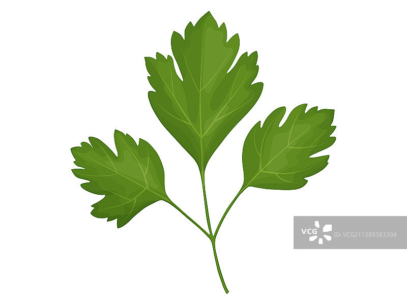 卡通欧芹图片素材