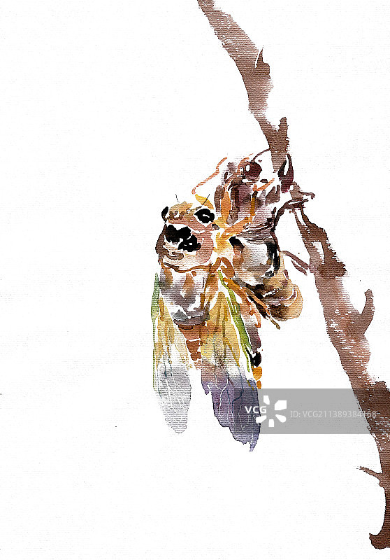 蜕变的蝉图片素材