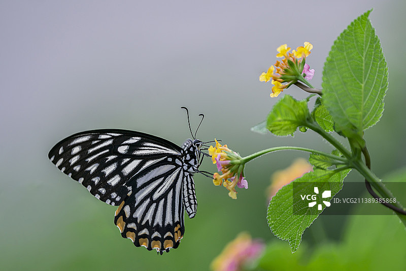 马缨丹招蝴蝶图片素材