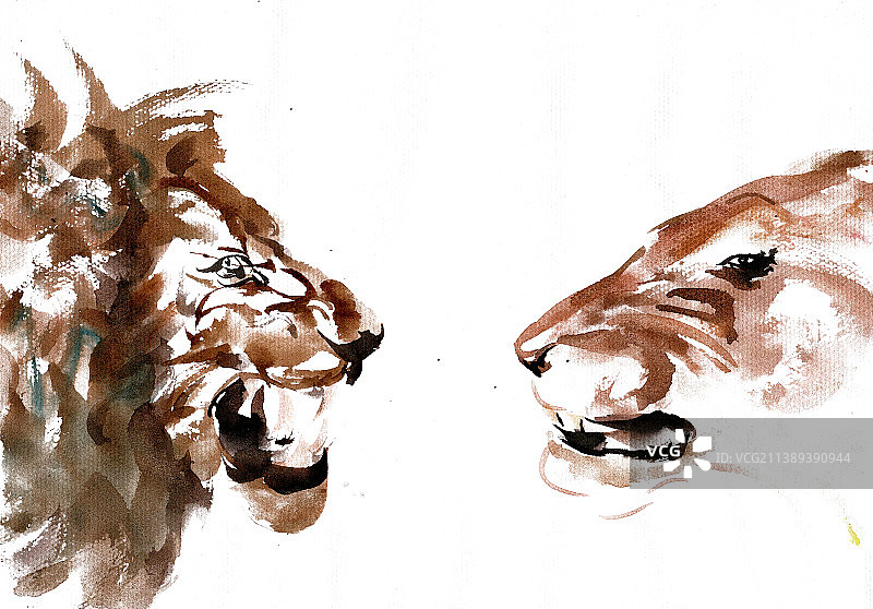 对峙的狮子图片素材