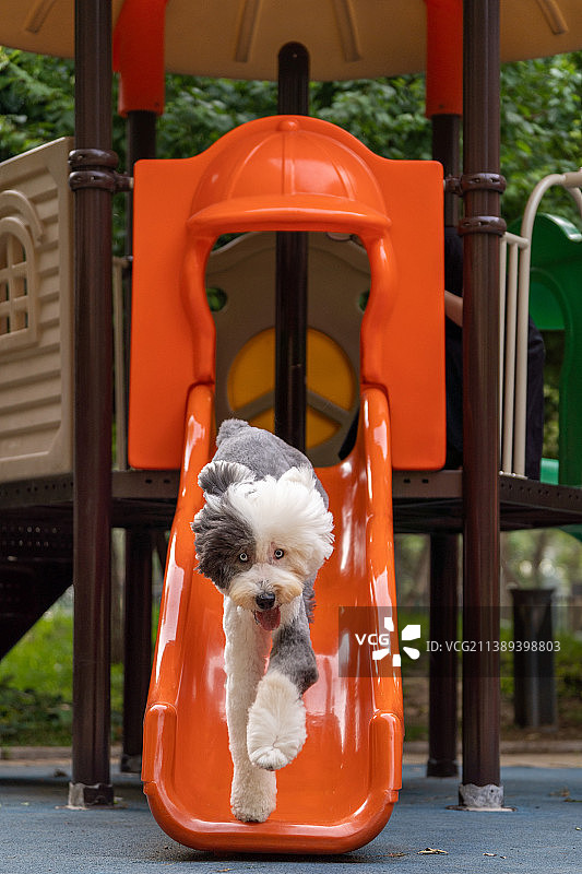 古代牧羊犬图片素材