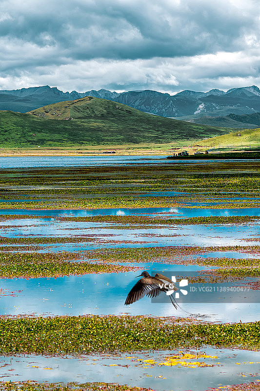 尕海鸟影图片素材