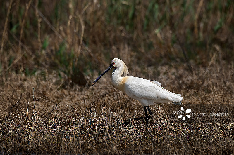 白琶鹭图片素材
