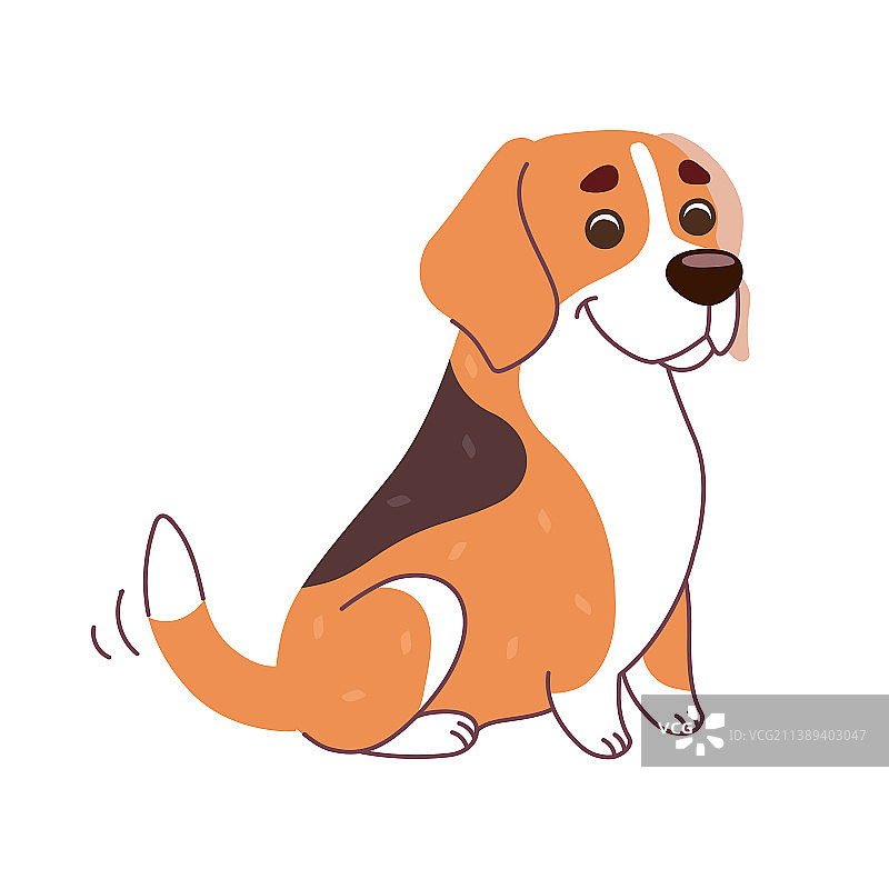 公寓里有白色斑点的姜黄色比格犬图片素材