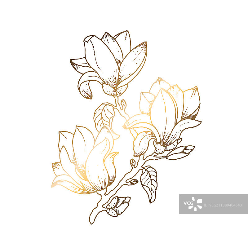 白色背景上的金色玉兰花线条艺术图片素材