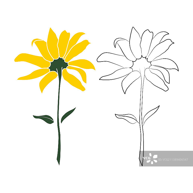 两朵金鸡菊开放轮廓图片素材