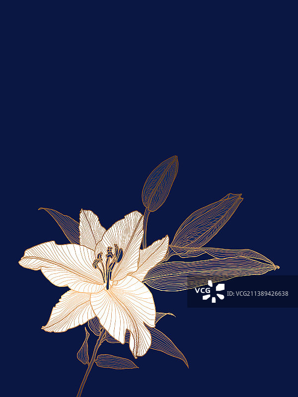 深蓝色背景上的白色百合花图片素材