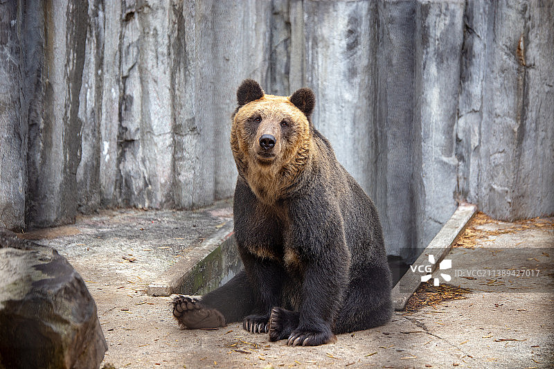 坐在岩石上的棕色灰熊和棕熊肖像图片素材