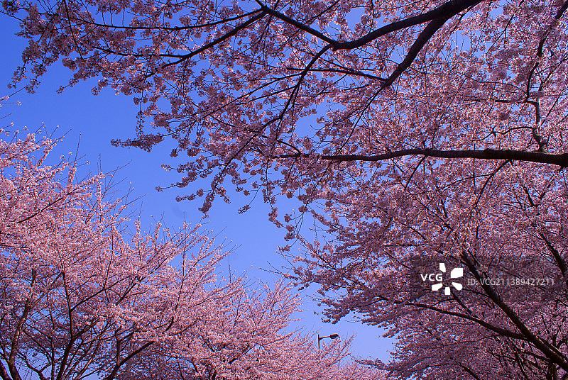 仰视视角：以天空为背景的樱花图片素材