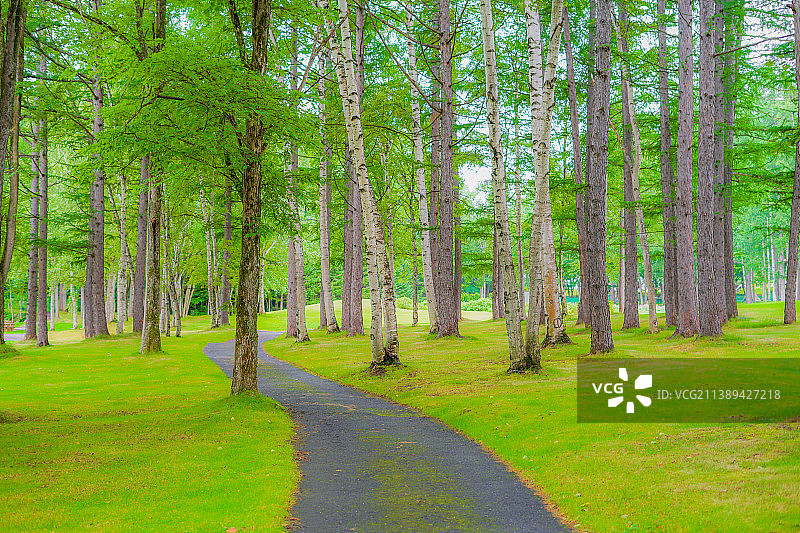北海道富良野森林风光图片素材