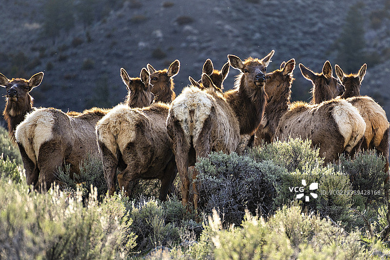 黄石国家公园中一群麋鹿白天吃草的背影图片素材