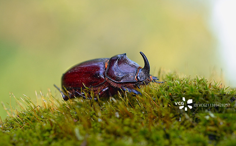 草地上的昆虫特写，乌克兰图片素材