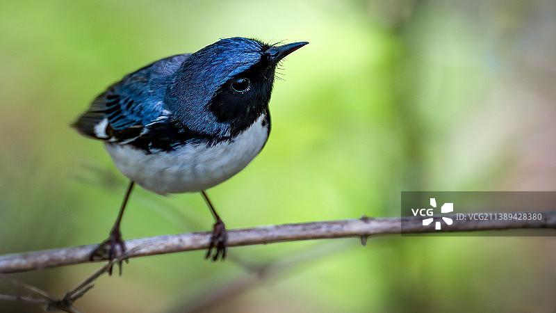 栖息在树枝上的歌鸲特写图片素材