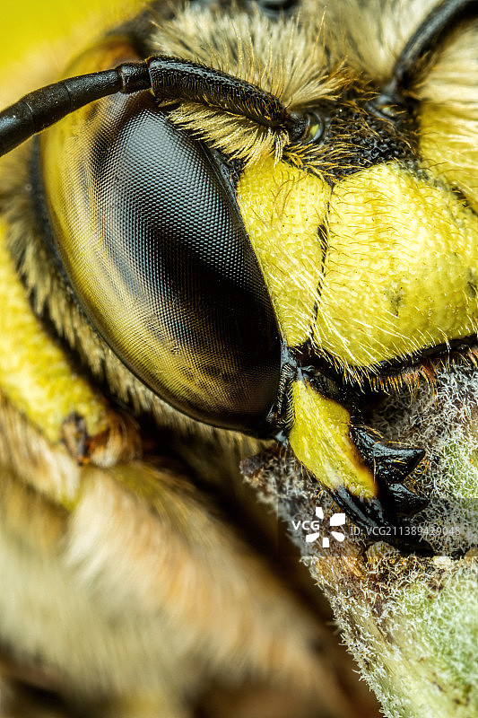 昆虫特写，意大利那不勒斯帕特里亚湖图片素材