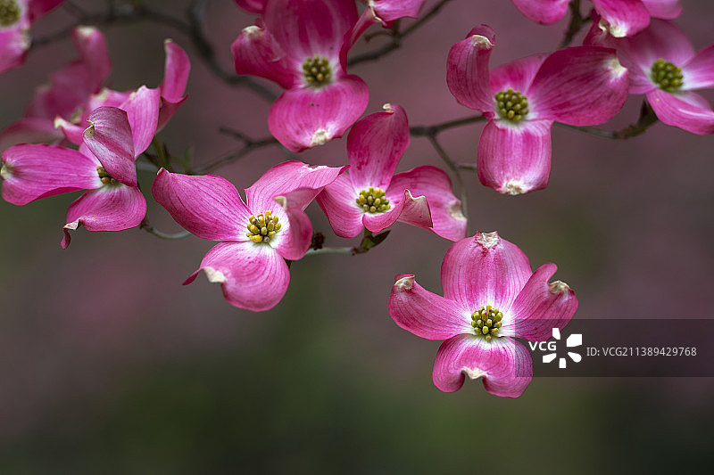 粉红色开花植物的特写图片素材