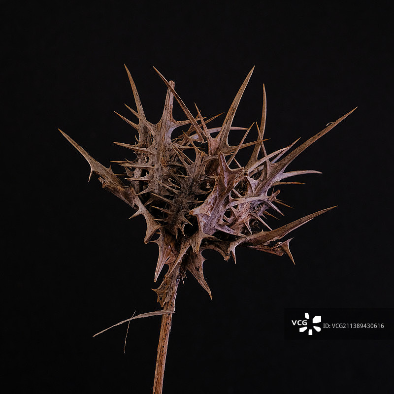 黑色背景上的干燥荆棘图片素材