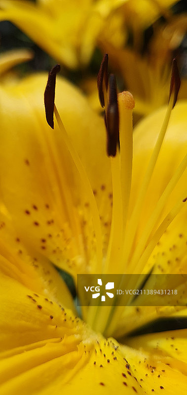 黄色百合花的完整画面图片素材