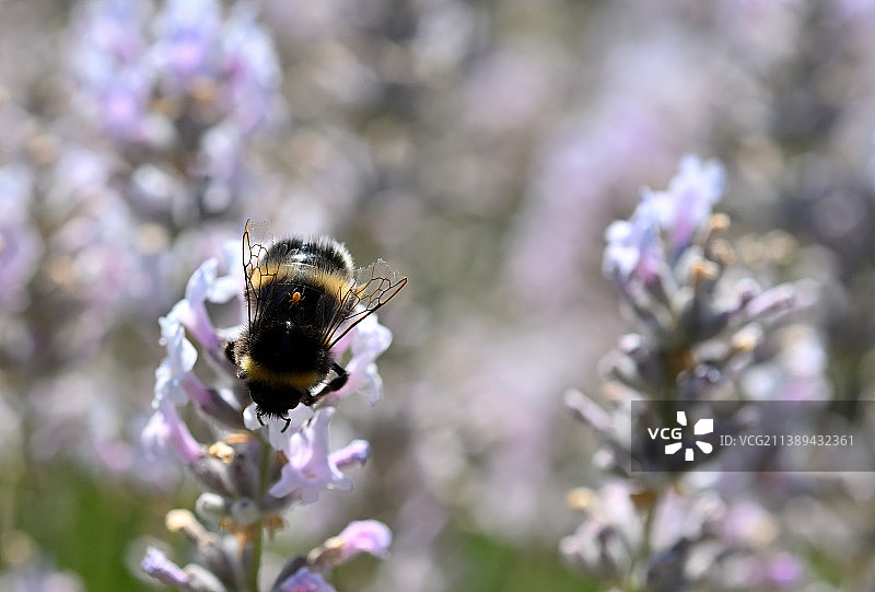 蜜蜂在紫色花朵上采蜜特写，意大利佩鲁贾省图片素材