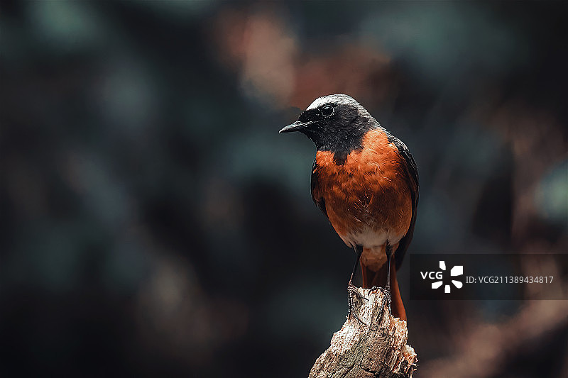 红脚鹟在树枝上栖息的特写，荷兰里斯森图片素材