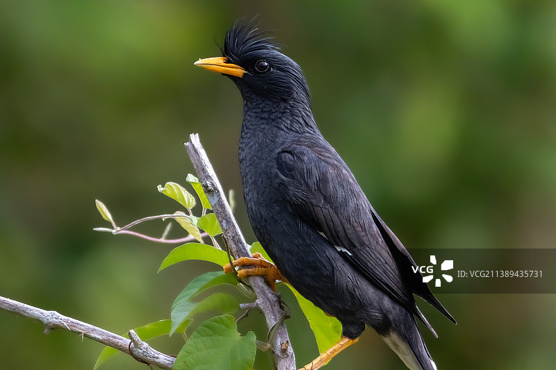 栖息在树枝上的爪哇八哥特写图片素材
