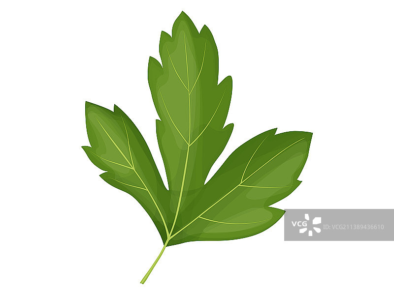 卡通欧芹图片素材