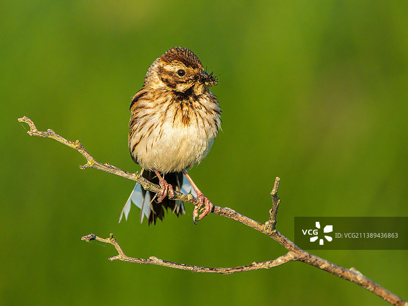 近距离拍摄栖息在树枝上的鸣禽，德国图片素材