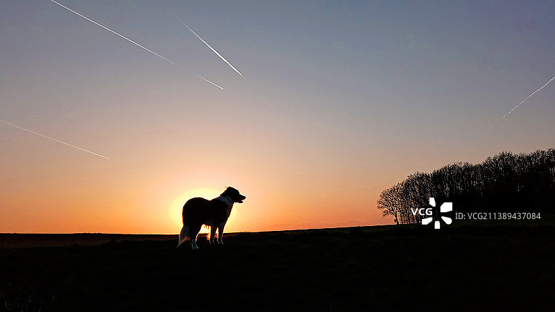 日落时分，德国，田野上狗的轮廓图片素材