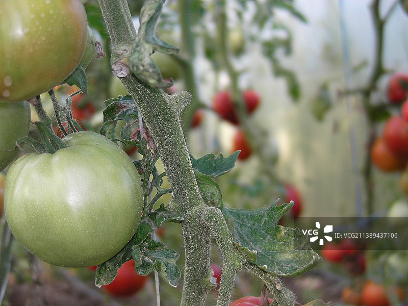 罗马尼亚番茄生长特写图片素材