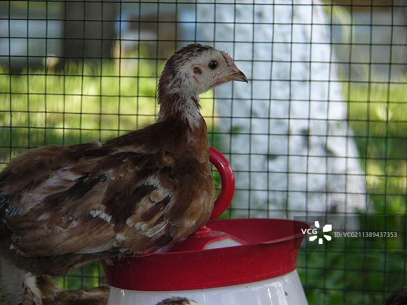 笼中的鸡特写，罗马尼亚图片素材