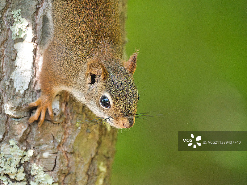 美国松树山，树上的红松鼠特写图片素材