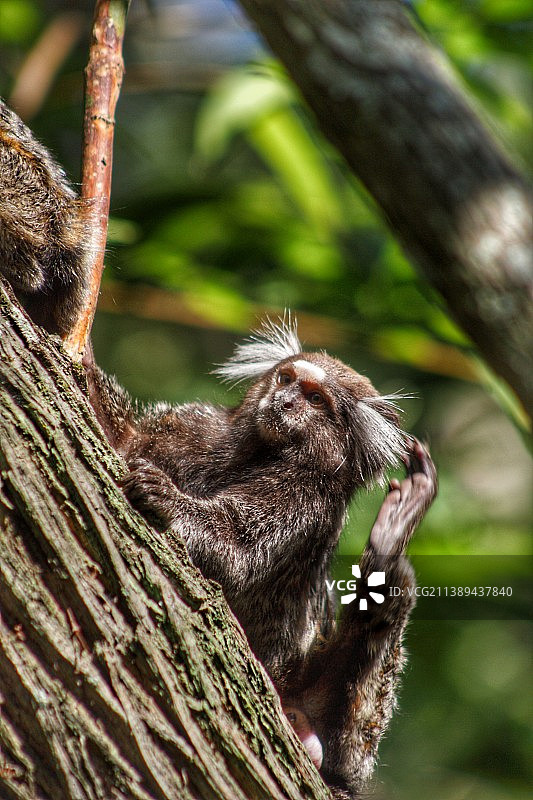 树枝上的松鼠特写图片素材