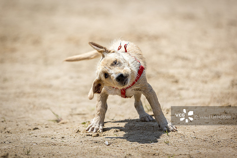 拉布拉多猎犬在沙滩上行走的肖像图片素材