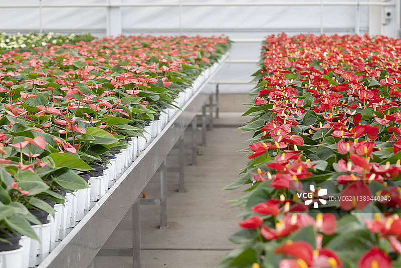 温室中盛开的红掌花图片素材