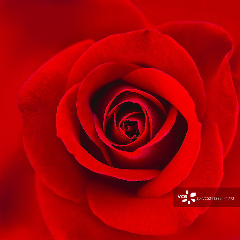 红色玫瑰特写方形图像，全画幅，美国加利福尼亚州图片素材
