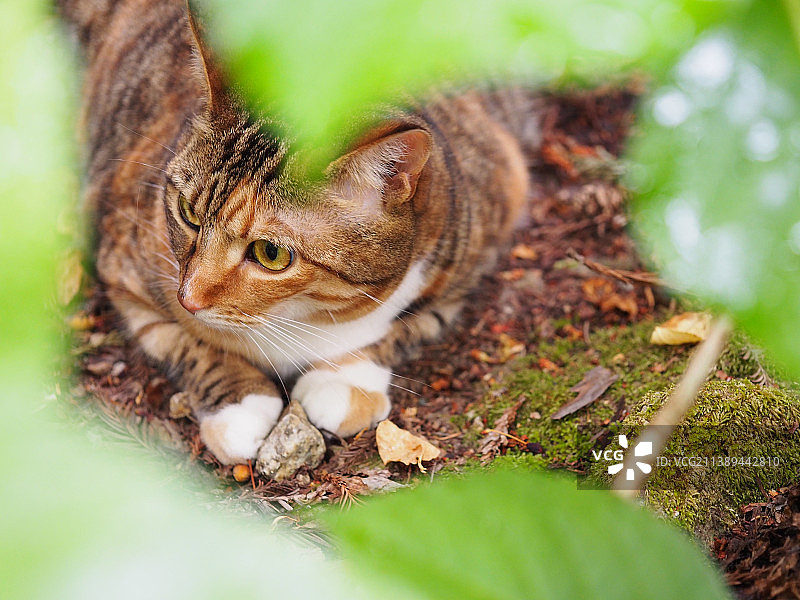 田野上的猫咪特写，美国加利福尼亚州圣克鲁斯山脉图片素材