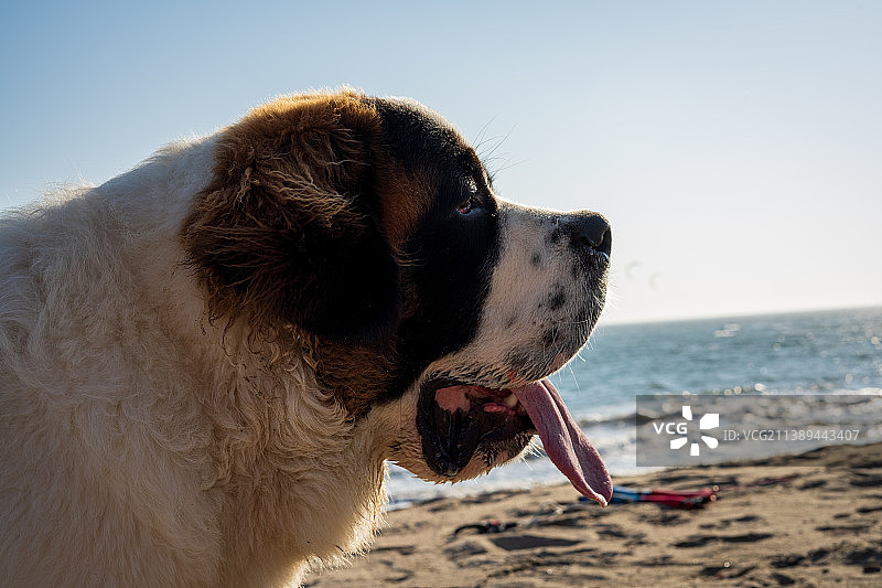 沙滩上圣伯纳犬的特写，背景是晴朗的天空图片素材