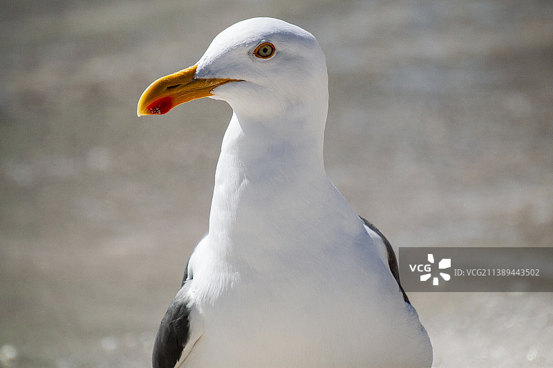 海鸥肖像：生活在墨西哥南下加利福尼亚州托多斯桑托斯镇的野生海鸥图片素材